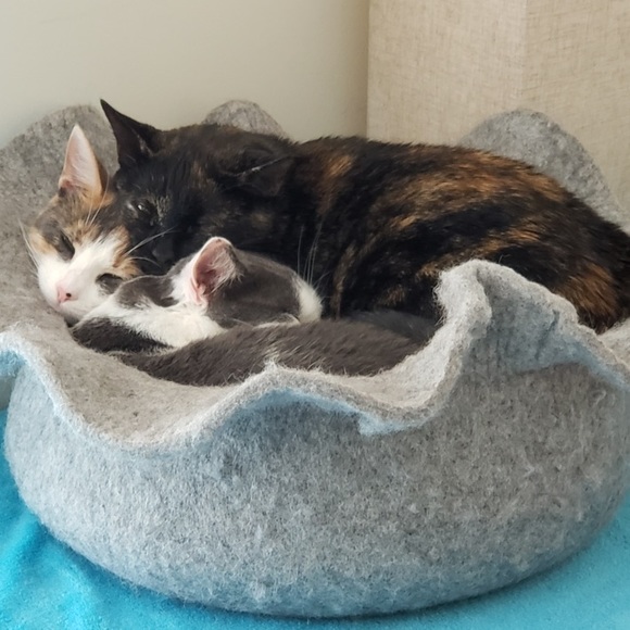 Emo - Picture 4 of 12